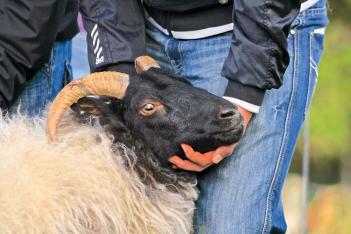 Ewe being judged at the Achill Sheep Show in Co. Mayo. 	Judy Enright photos